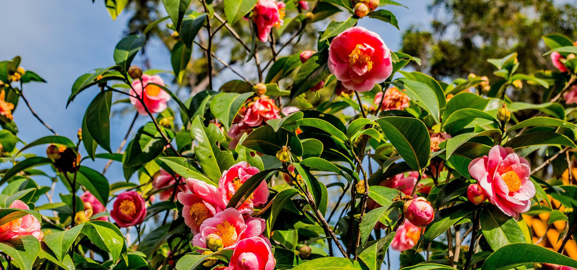 Garden Plant Seeds -Garden Plant Seeds camellias 3983698 1920