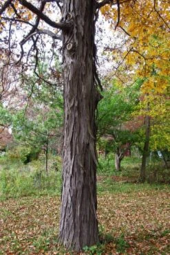 Shagbark Hickory Tree (Carya Ovata) - 3 Gallon Pot 17 Shagbark Hickory Tree (Carya Ovata) - 3 Gallon Pot -Garden Plant Seeds carya ovata shagbark hickory tree 1