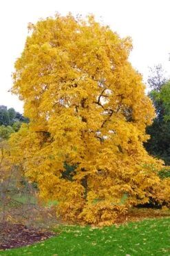 Shagbark Hickory Tree (Carya Ovata) - 3 Gallon Pot 14 Shagbark Hickory Tree (Carya Ovata) - 3 Gallon Pot -Garden Plant Seeds carya ovata shagbark hickory tree 3