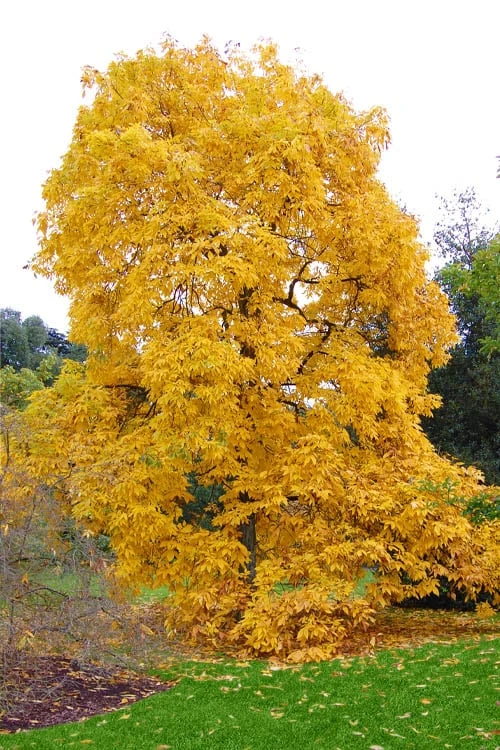 Shagbark Hickory Tree (Carya Ovata) - 3 Gallon Pot 6 Shagbark Hickory Tree (Carya Ovata) - 3 Gallon Pot - Image 4