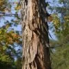 Shagbark Hickory Tree (Carya Ovata) - 3 Gallon Pot 1 Shagbark Hickory Tree (Carya Ovata) - 3 Gallon Pot -Garden Plant Seeds carya ovata shagbark hickory tree bark 1