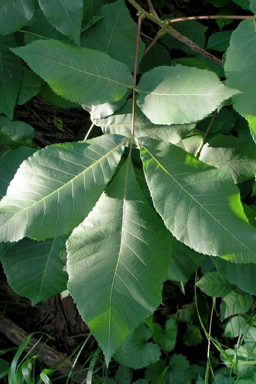 Shagbark Hickory Tree (Carya Ovata) - 3 Gallon Pot 8 Shagbark Hickory Tree (Carya Ovata) - 3 Gallon Pot - Image 6