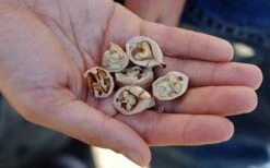 Shagbark Hickory Tree (Carya Ovata) - 3 Gallon Pot 15 Shagbark Hickory Tree (Carya Ovata) - 3 Gallon Pot -Garden Plant Seeds carya ovata shagbark hickory tree nuts 4