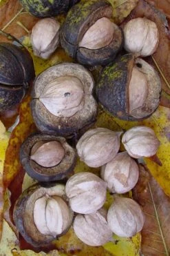 Shagbark Hickory Tree (Carya Ovata) - 3 Gallon Pot 18 Shagbark Hickory Tree (Carya Ovata) - 3 Gallon Pot -Garden Plant Seeds carya ovata shagbark hickory tree nuts 5