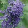 Longwood Blue Blue Mist Shrub (Caryopteris) - 3 Gallon Pot -Garden Plant Seeds caryopteris clandonensis longwood blue blue mist shrub 1