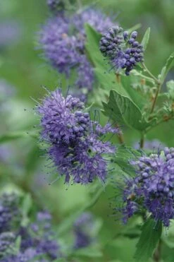 Longwood Blue Blue Mist Shrub (Caryopteris) - 3 Gallon Pot -Garden Plant Seeds caryopteris clandonensis longwood blue blue mist shrub 3