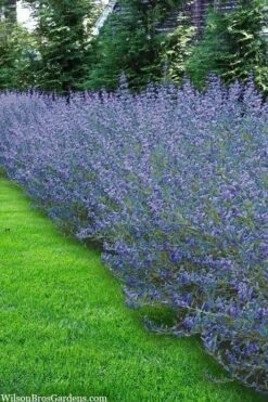 Longwood Blue Blue Mist Shrub (Caryopteris) - 3 Gallon Pot -Garden Plant Seeds caryopteris clandonensis longwood blue blue mist shrub 5