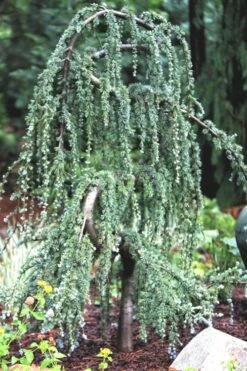 Serpentine Weeping Blue Atlas Cedar - 3 Gallon Pot -Garden Plant Seeds ceadr blue atlas serpentine 1 1