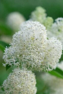 New Jersey Tea Plant (Ceanothus Americanus) - 1 Gallon Pot -Garden Plant Seeds ceanothus americanus new jersey tea plant 12