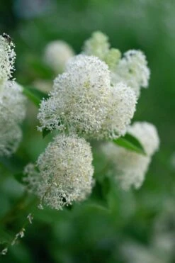 New Jersey Tea Plant (Ceanothus Americanus) - 1 Gallon Pot -Garden Plant Seeds ceanothus americanus new jersey tea plant 13