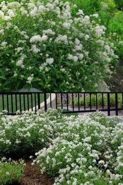 New Jersey Tea Plant (Ceanothus Americanus) - 1 Gallon Pot -Garden Plant Seeds ceanothus americanus new jersey tea plant 14