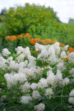 New Jersey Tea Plant (Ceanothus Americanus) - 1 Gallon Pot -Garden Plant Seeds ceanothus americanus new jersey tea plant 16