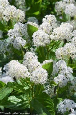 New Jersey Tea Plant (Ceanothus Americanus) - 1 Gallon Pot -Garden Plant Seeds ceanothus americanus new jersey tea plant 18