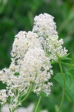 New Jersey Tea Plant (Ceanothus Americanus) - 1 Gallon Pot -Garden Plant Seeds ceanothus americanus new jersey tea plant 6