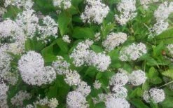 New Jersey Tea Plant (Ceanothus Americanus) - 1 Gallon Pot -Garden Plant Seeds ceanothus americanus new jersey tea plant 7