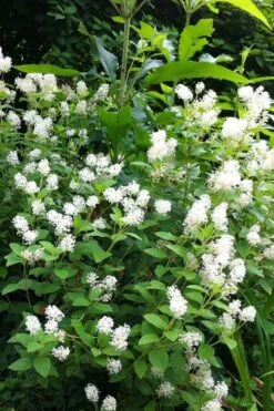 New Jersey Tea Plant (Ceanothus Americanus) - 1 Gallon Pot -Garden Plant Seeds ceanothus americanus new jersey tea plant 8