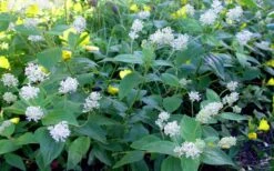 New Jersey Tea Plant (Ceanothus Americanus) - 1 Gallon Pot -Garden Plant Seeds ceanothus americanus new jersey tea plant 9