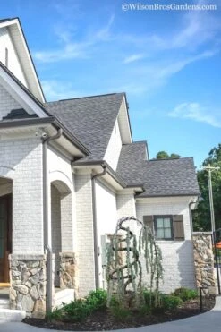 Serpentine Weeping Blue Atlas Cedar - 5 Gallon Pot 11 Serpentine Weeping Blue Atlas Cedar - 5 Gallon Pot -Garden Plant Seeds cedar blue atlas serpentine 11