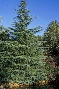 Deodar Cedar - 2 Gallon Pot -Garden Plant Seeds cedar deodar 23 thumbnail