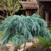 Feelin Blue Deodar Cedar (Single Trunk Tree Form) - 1 Gallon Pot -Garden Plant Seeds cedrus deodar feelin blue deodar cedar tree 100 1