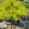 Gold Cascade Deodar Cedar (Single Trunk Topiary Tree)- 7 Gallon Pot 1 Gold Cascade Deodar Cedar (Single Trunk Topiary Tree)- 7 Gallon Pot -Garden Plant Seeds cedrus deodara gold cascade single trunk tree form topiary 2
