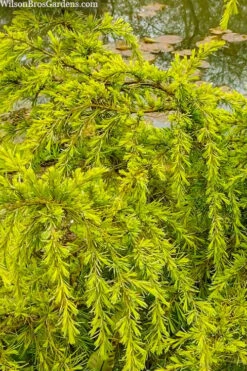 Gold Cascade Deodar Cedar (Single Trunk Topiary Tree)- 7 Gallon Pot -Garden Plant Seeds cedrus deodara gold cascade single trunk tree form topiary 3