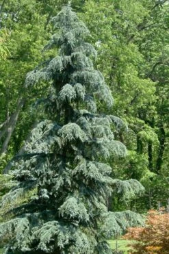 Karl Fuchs Deodar Cedar - 3 Gallon Pot 9 Karl Fuchs Deodar Cedar - 3 Gallon Pot -Garden Plant Seeds cedrus deodara karl fuchs himalayan cedar 1