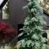 Karl Fuchs Deodar Cedar - 3 Gallon Pot -Garden Plant Seeds cedrus deodara karl fuchs himalayan cedar 3