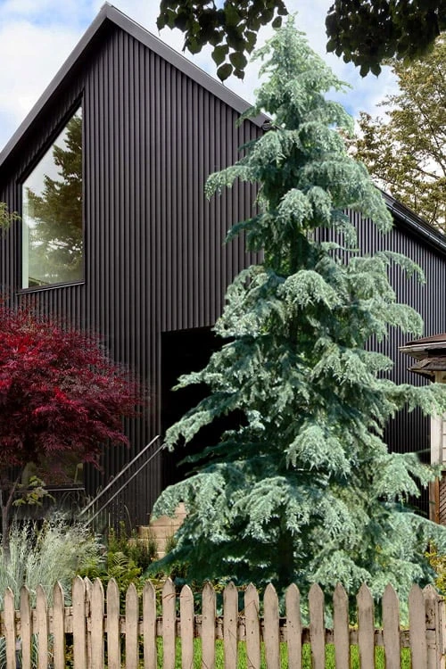 Karl Fuchs Deodar Cedar - 3 Gallon Pot 3 Karl Fuchs Deodar Cedar - 3 Gallon Pot