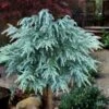 Divinely Blue Deodar Cedar Tree (Single Trunk Topiary) - 3 Gallon Pot 2 Divinely Blue Deodar Cedar Tree (Single Trunk Topiary) - 3 Gallon Pot -Garden Plant Seeds cedrus deodora divinely blue topiary tree 100