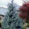 Electra Blue Deodar Cedar - 1 Gallon Pot -Garden Plant Seeds cedrus deodora divinely blue topiary tree 102 1