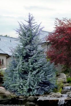 Electra Blue Deodar Cedar - 6 Gallon Pot (4-5')