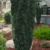 Fastigiata Upright Japanese Plum Yew - 3 Gallon Pot 1 Fastigiata Upright Japanese Plum Yew - 3 Gallon Pot -Garden Plant Seeds cephalotaxus harringtonia fastigiata upright japanese plum yew 100