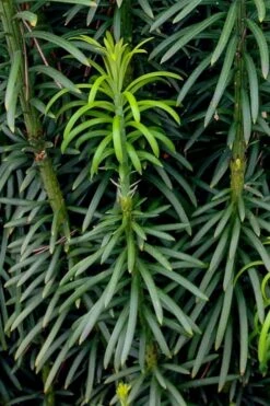 Fastigiata Upright Japanese Plum Yew - 3 Gallon Pot -Garden Plant Seeds cephalotaxus harringtonia fastigiata upright japanese plum yew 101