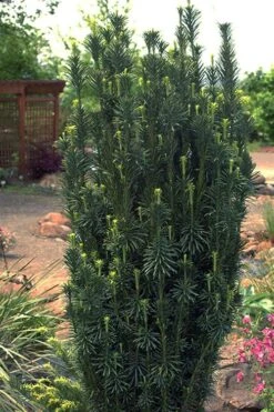 Fastigiata Upright Japanese Plum Yew - 3 Gallon Pot -Garden Plant Seeds cephalotaxus harringtonia fastigiata upright japanese plum yew 102