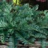 Creeping Japanese Plum Yew (Cephalotaxus Harringtonia 'Prostrata') - 1 Gallon Pot 2 Creeping Japanese Plum Yew (Cephalotaxus Harringtonia 'Prostrata') - 1 Gallon Pot -Garden Plant Seeds cephalotaxus harringtonia prostrata creeping japanese yew 32