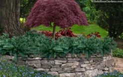 Creeping Japanese Plum Yew (Cephalotaxus Harringtonia 'Prostrata') - 1 Gallon Pot 13 Creeping Japanese Plum Yew (Cephalotaxus Harringtonia 'Prostrata') - 1 Gallon Pot -Garden Plant Seeds cephalotaxus harringtonia prostrata creeping japanese yew 33