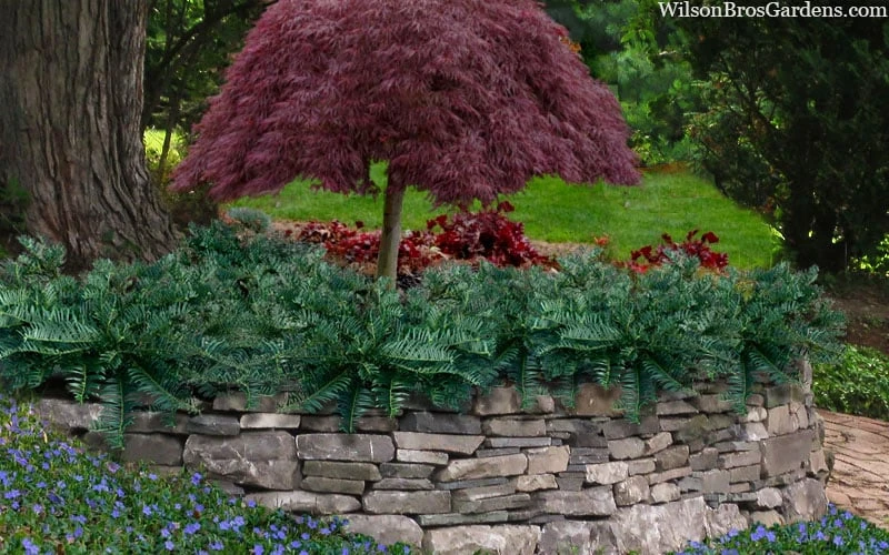 Creeping Japanese Plum Yew (Cephalotaxus Harringtonia 'Prostrata') - 1 Gallon Pot 6 Creeping Japanese Plum Yew (Cephalotaxus Harringtonia 'Prostrata') - 1 Gallon Pot - Image 4