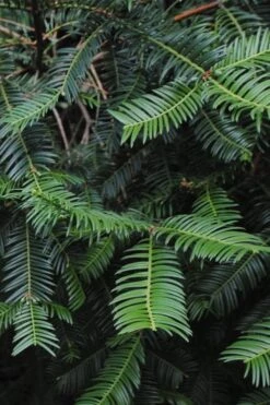 Japanese Plum Yew Tree (Cephalotaxus Harringtonia) - 3 Gallon Pot 11 Japanese Plum Yew Tree (Cephalotaxus Harringtonia) - 3 Gallon Pot -Garden Plant Seeds cephalotaxus harringtonia tree 2