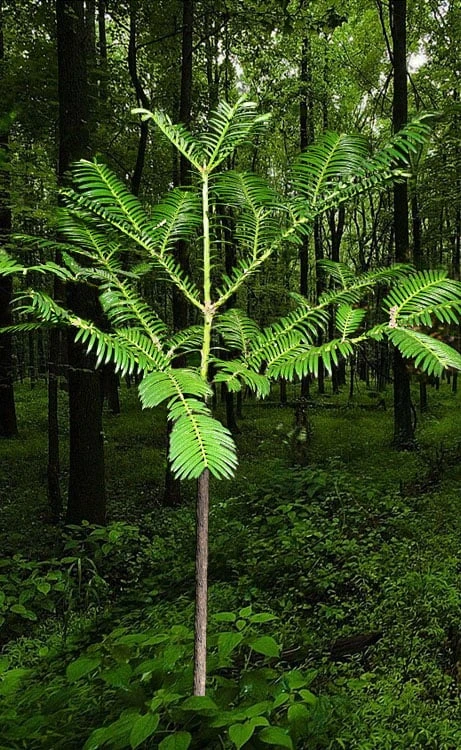 Japanese Plum Yew Tree (Cephalotaxus Harringtonia) - 3 Gallon Pot 6 Japanese Plum Yew Tree (Cephalotaxus Harringtonia) - 3 Gallon Pot - Image 4