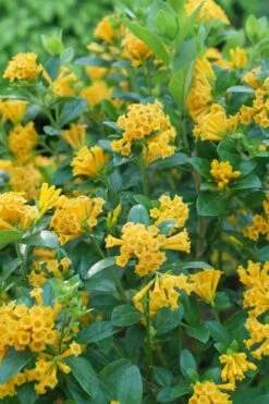 Juiced Orange Jessamine (Cestrum Corymbosum) - 1 Gallon Pot 10 Juiced Orange Jessamine (Cestrum Corymbosum) - 1 Gallon Pot -Garden Plant Seeds cestrum juiced orange jessamine 1