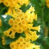 Juiced Orange Jessamine (Cestrum Corymbosum) - 3 Pack Of Quart Pots -Garden Plant Seeds cestrum juiced orange jessamine 2 1