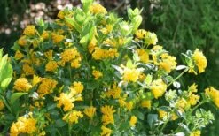 Juiced Orange Jessamine (Cestrum Corymbosum) - 1 Gallon Pot 11 Juiced Orange Jessamine (Cestrum Corymbosum) - 1 Gallon Pot -Garden Plant Seeds cestrum juiced orange jessamine 3