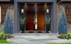 Blue Surprise Lawson Cypress (Chamaecyparis Lawsoniana) - 2 Gallon Pot -Garden Plant Seeds chamaecyparis lawsoniana blue surprise lawson cypress 12