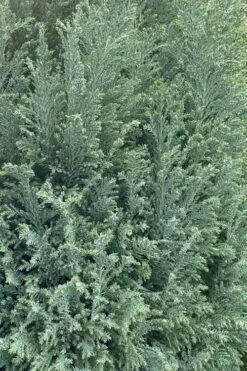 Snow White Lawson's Cypress (Chamaecyparis Lawsoniana) - 5 Gallon Pot -Garden Plant Seeds chamaecyparis lawsonii snow white lawsons cypress 1 1