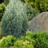 Snow White Lawson's Cypress (Chamaecyparis Lawsoniana) - 2 Gallon Pot -Garden Plant Seeds chamaecyparis lawsonii snow white lawsons cypress 5