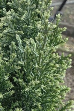 Snow White Lawson's Cypress (Chamaecyparis Lawsoniana) - 3 Gallon Pot -Garden Plant Seeds chamaecyparis obtusa blue feathers hinoki cypress 3 2