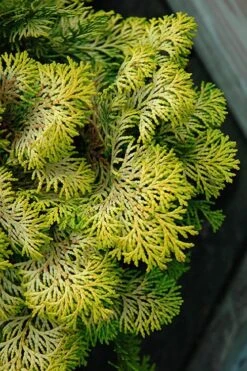 Confucius Golden Hinoki Cypress (Chamaecyparis Obtusa) - 1 Gallon Pot -Garden Plant Seeds chamaecyparis obtusa confucius golden hinoki cypress 1