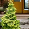 Confucius Golden Hinoki Cypress (Chamaecyparis Obtusa) - 1 Gallon Pot -Garden Plant Seeds chamaecyparis obtusa confucius golden hinoki cypress 3