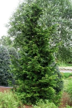 Slender Hinoki Cypress - 7 Gallon Pot (2-3') 8 Slender Hinoki Cypress - 7 Gallon Pot (2-3') -Garden Plant Seeds chamaecyparis obtusa gracilis slender hinoki cypress 101